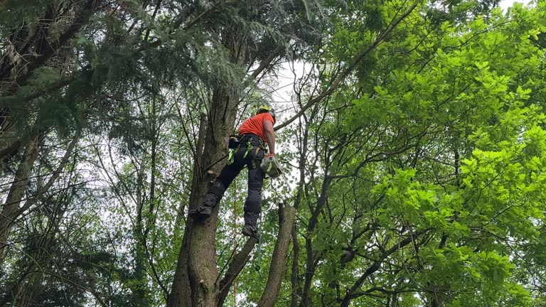  , NC Tree Services Pros